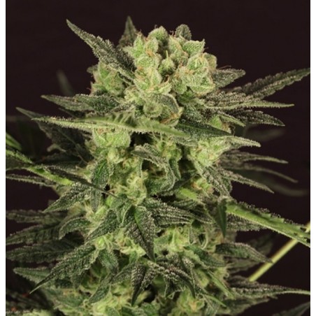 AUTO MK-Ultra 5 Samen - THSeeds