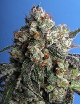 Burmese Kush Femminiz. 5...