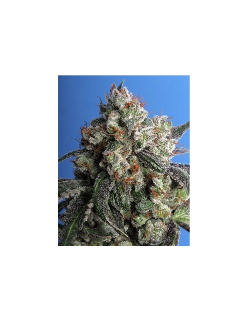 Burmese Kush Feminiz. 5 seeds - THSeeds