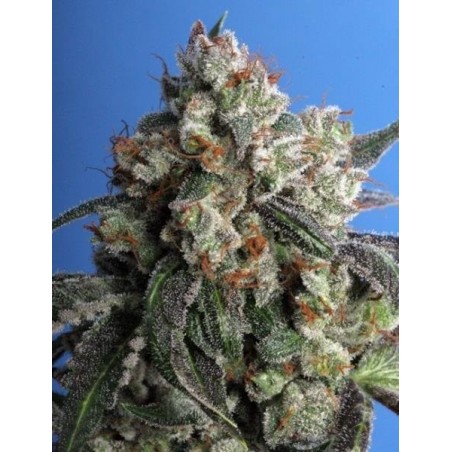 Burmese Kush Feminiz. 5 seeds - THSeeds