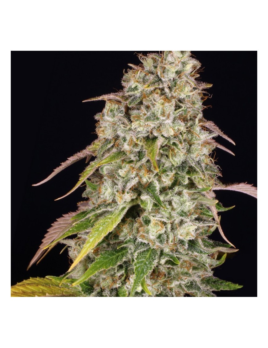 Akorn Femminiz. 5 semillas - THSeeds