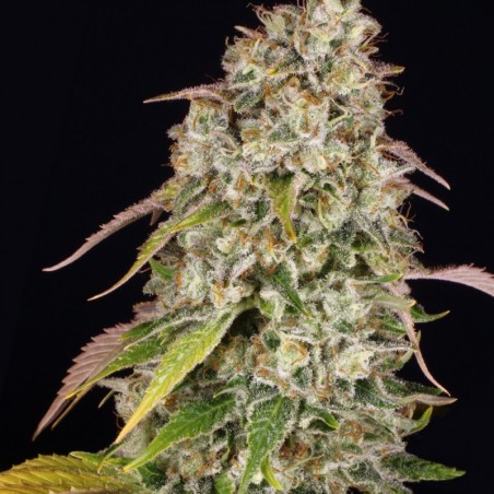 Akorn Femminiz. 5 semillas - THSeeds