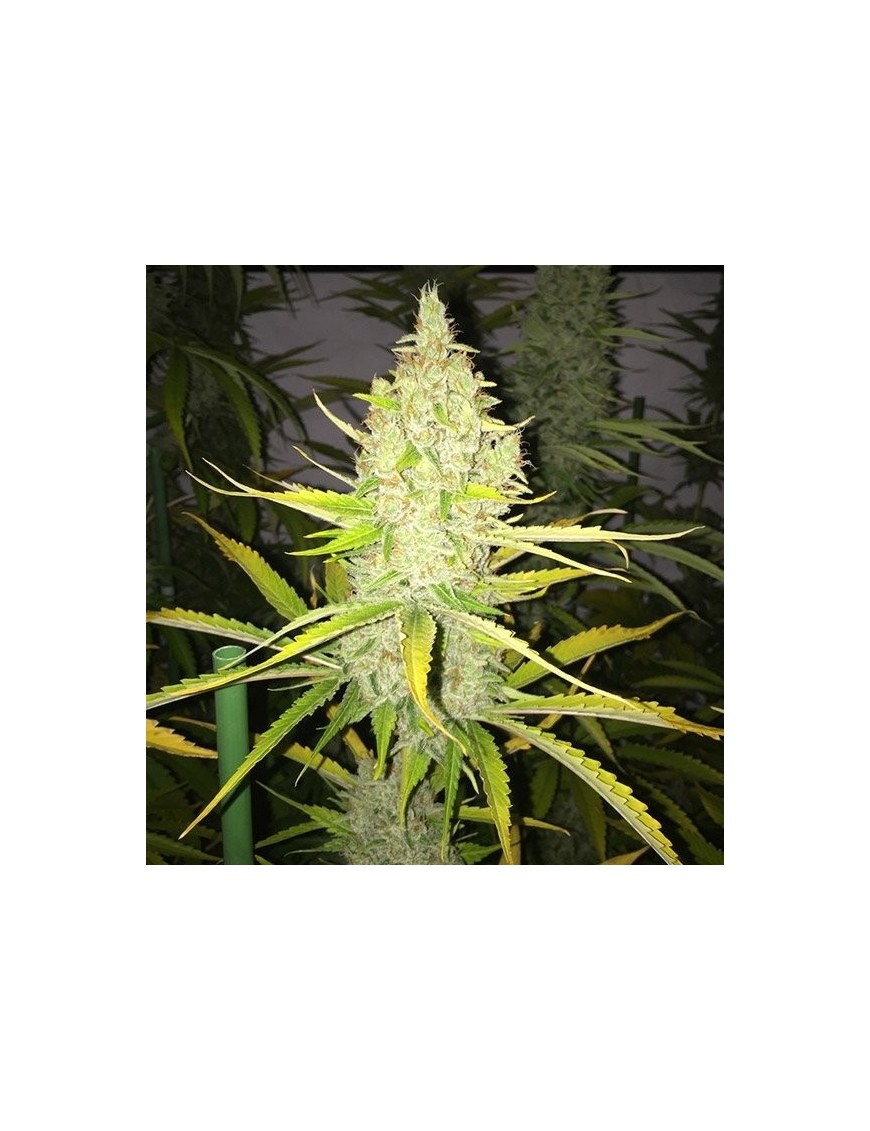 Chicle Femminiz. 5 seeds - THSeeds