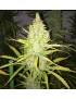 Chicle Femminiz. 5 seeds - THSeeds