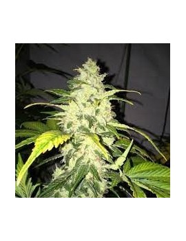 Chocolate Chunk Feminiz.5...