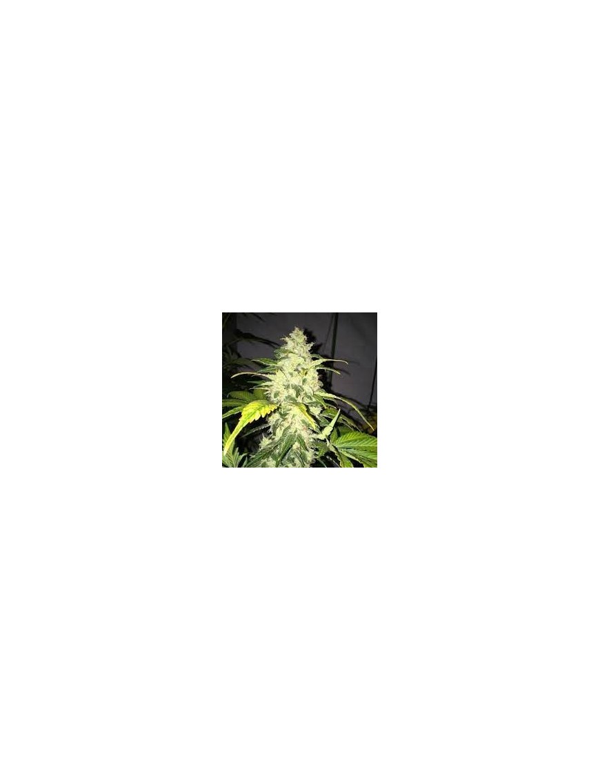 Chocolate Chunk Feminiz.5 Samen – THSeeds