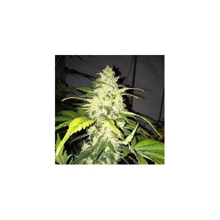 Chocolate Chunk Feminiz.5 Samen – THSeeds