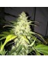 Chocolate Chunk Feminiz.5 Samen – THSeeds