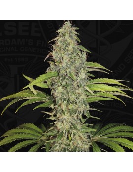 SAGE CBD Feminiz.5 Samen – THSeeds