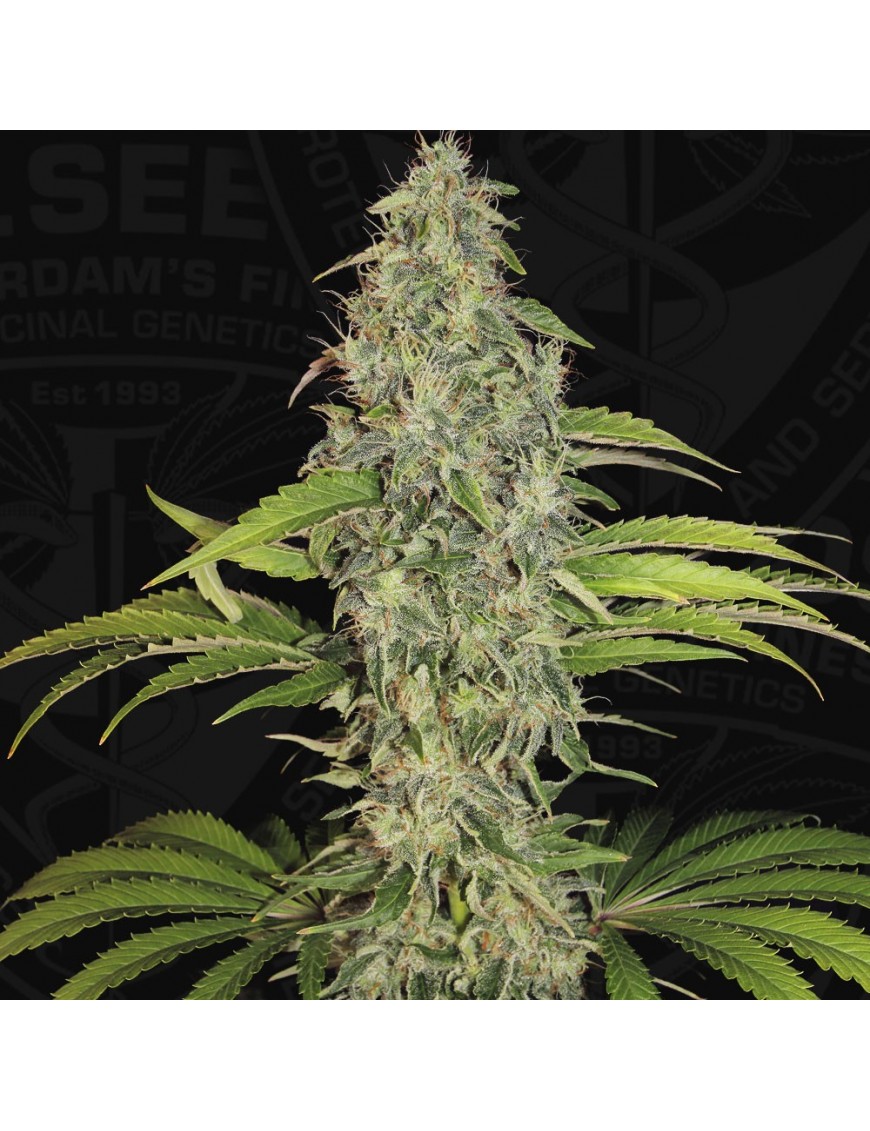 SAGE CBD Femminiz. 5 seeds - THSeeds