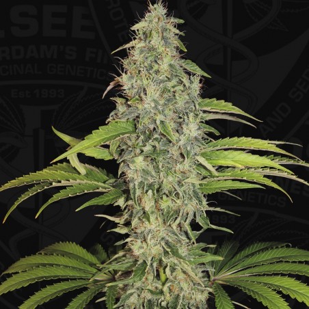 SAGE CBD Feminiz.5 Samen – THSeeds