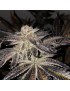 Francés Kisz 11 Semillas Regular - THSeeds