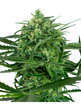 Amnesia Feminiz.- Sensi Seeds