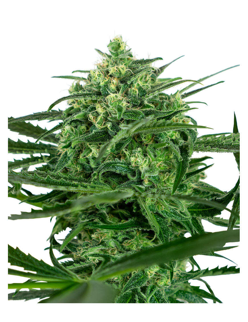 Amnesia Feminiz.- Sensi Seeds