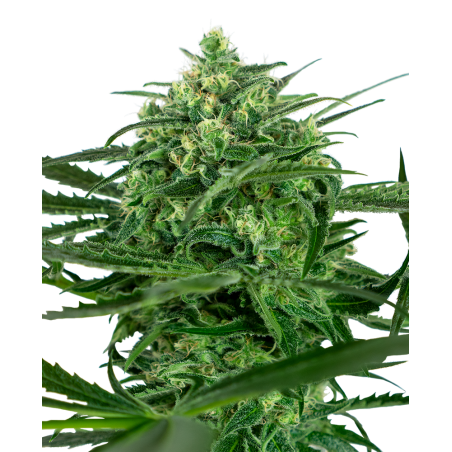 Amnesia Feminiz.- Sensi Seeds