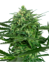 Amnesia Feminiz.- Sensi Seeds