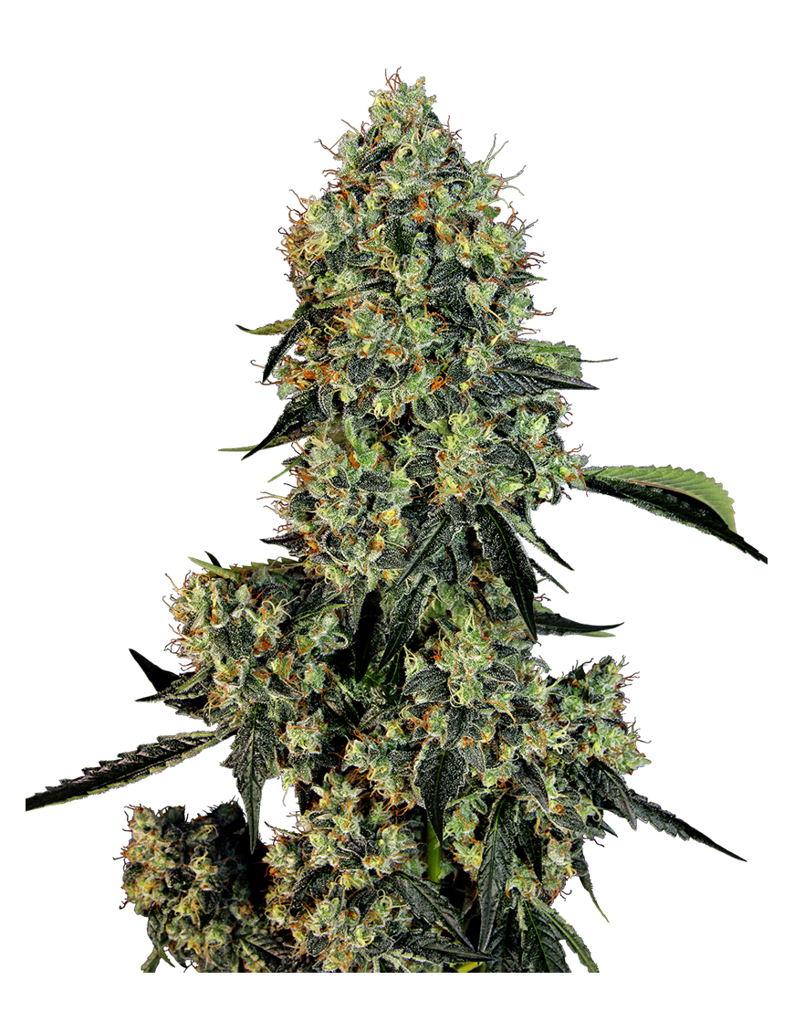 OG Kush Femminiz. -Ja- Sensi Seeds