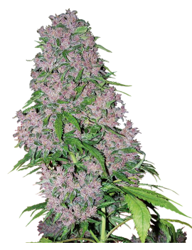 Purple Bud Feminiz.- Weißes Etikett