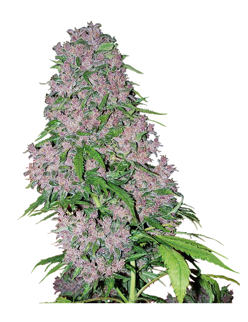 Purple Bud Feminiz.- Weißes Etikett