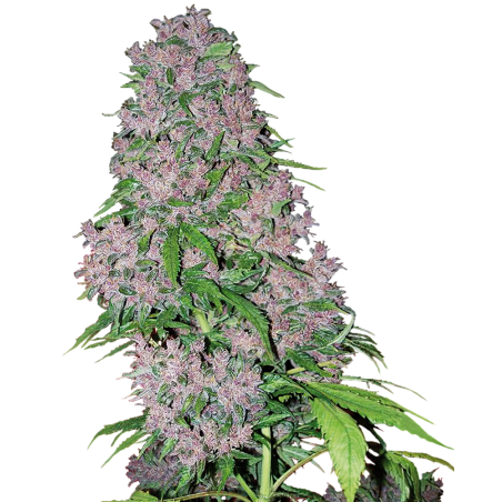 Purple Bud Feminiz.- Weißes Etikett