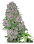 Purple Bud Feminiz.- Weißes Etikett