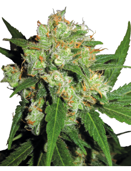 Sensi Skunk Feminiz.- Sensi Seeds