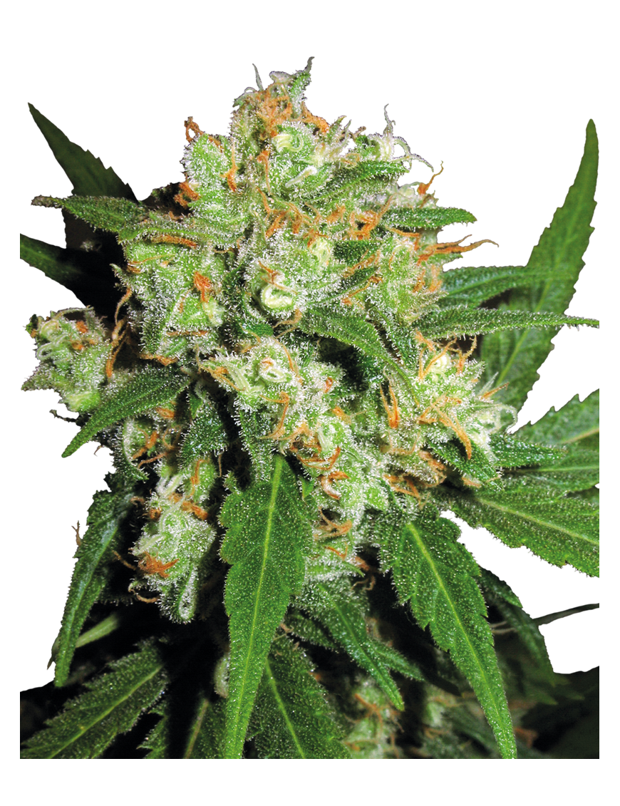 Sensi Skunk Feminiz.- Sensi Seeds