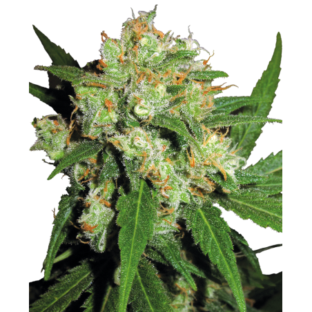 Sensi Skunk Feminiz.- Sensi Seeds