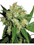 Sensi Skunk Feminiz.- Sensi Seeds