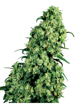 Skunk 1 Feminiz.- Sensi Seeds