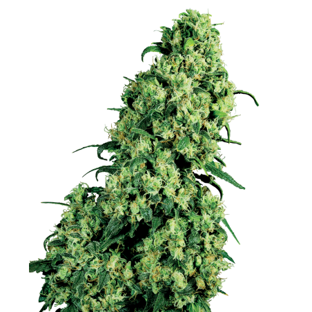 Skunk 1 Feminiz.- Sensi Seeds