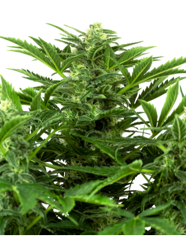 Mandarin Punch Feminiz.- Sensi Seeds