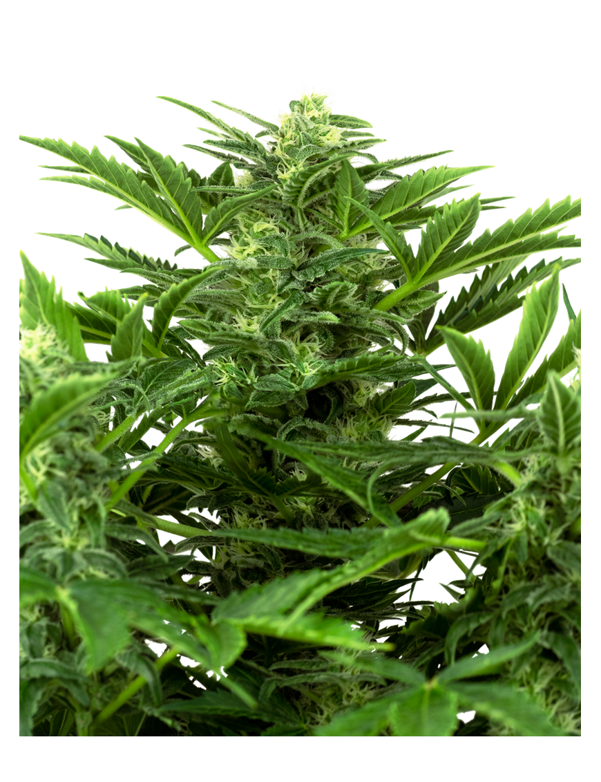 Mandarin Punch Feminiz.- Sensi Seeds