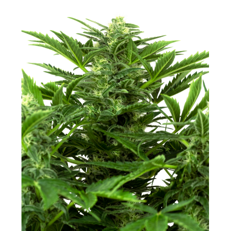 Mandarin Punch Feminiz.- Sensi Seeds