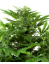 Mandarin Punch Feminiz.- Sensi Seeds