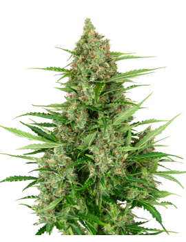 Doble Kush Cake Femminiz. - Sensi Seeds