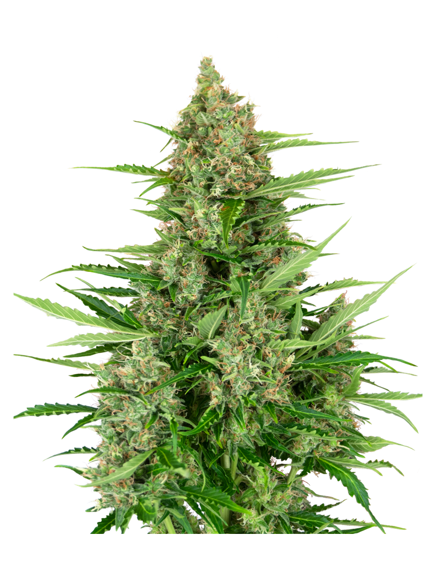 Doble Kush Cake Femminiz. - Sensi Seeds