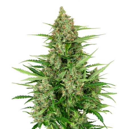 Doble Kush Cake Femminiz. - Sensi Seeds