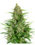 Doble Kush Cake Femminiz. - Sensi Seeds