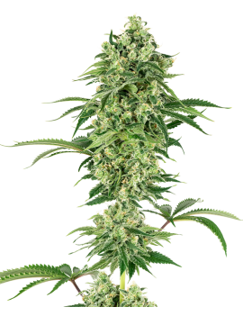 Nicole Hindu Kush Feminizada.- Etiqueta blanca