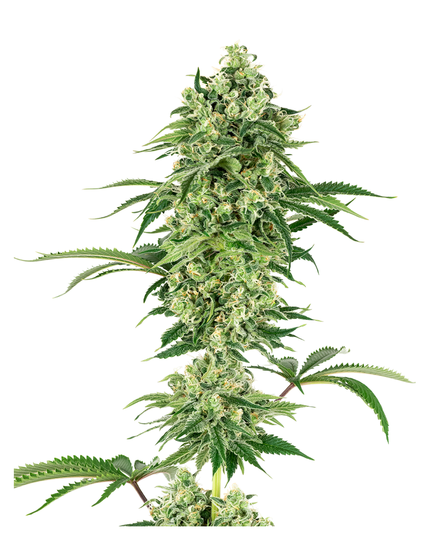 Nicole Hindu Kush Feminizada.- Etiqueta blanca