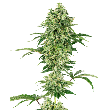 Nicole Hindu Kush Feminizada.- Etiqueta blanca