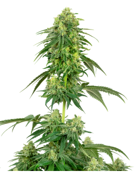 Strawberry Kush Feminizada.- Etiqueta blanca