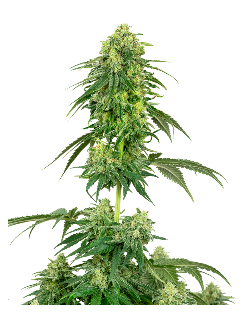 Strawberry Kush Feminizada.- Etiqueta blanca