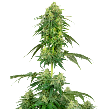 Strawberry Kush Feminizada.- Etiqueta blanca