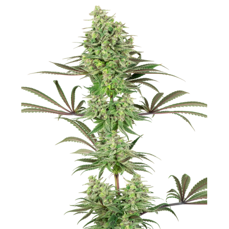 Doble Banana Kush Femminiz. - Label blanco