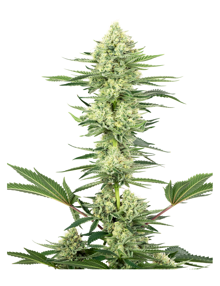 Weiße Gorilla Haze Femminiz