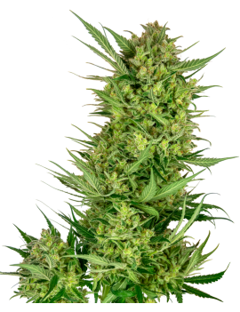 Buttercreme Gelato Feminiz.- Sensi Seeds