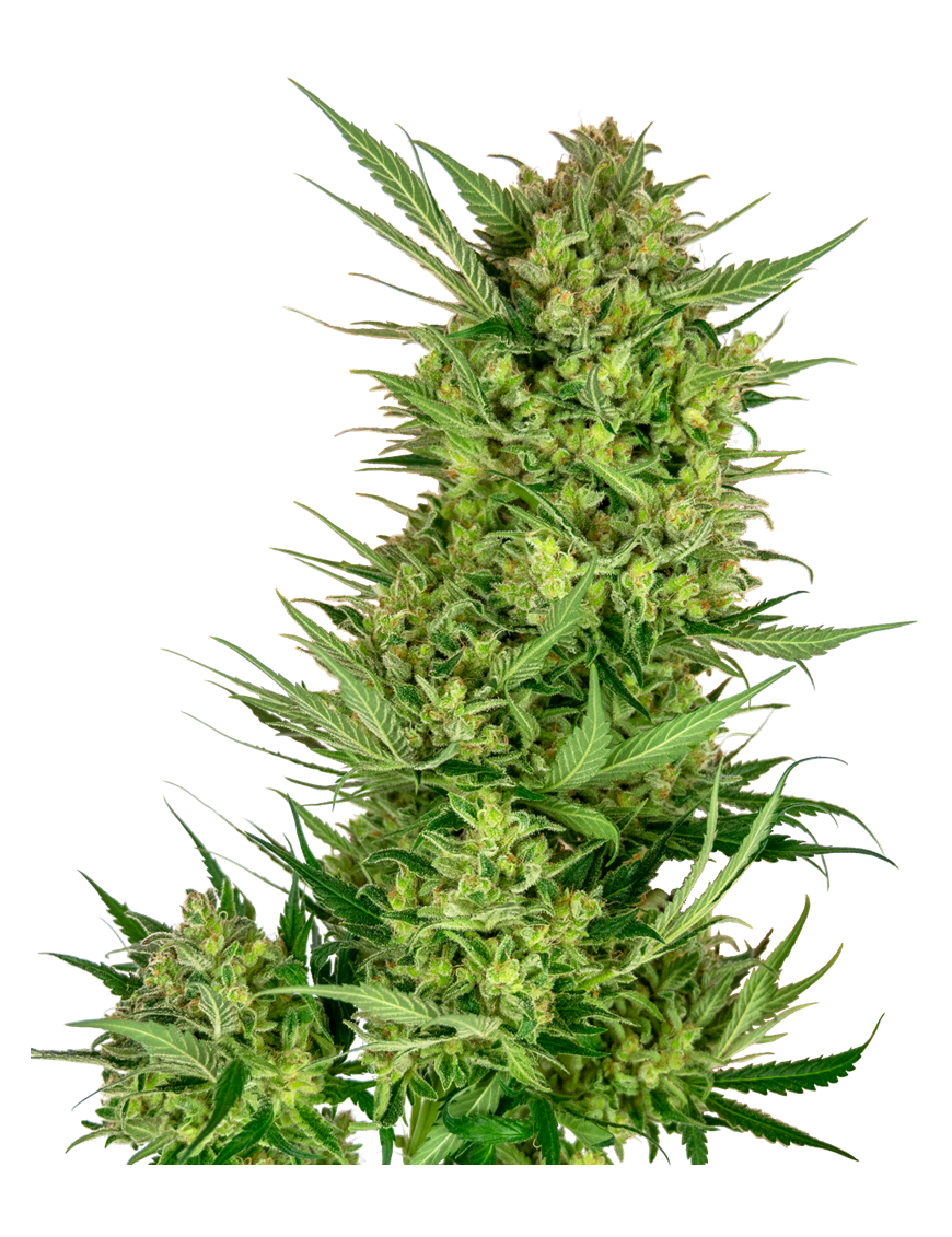 Buttercreme Gelato Feminiz.- Sensi Seeds