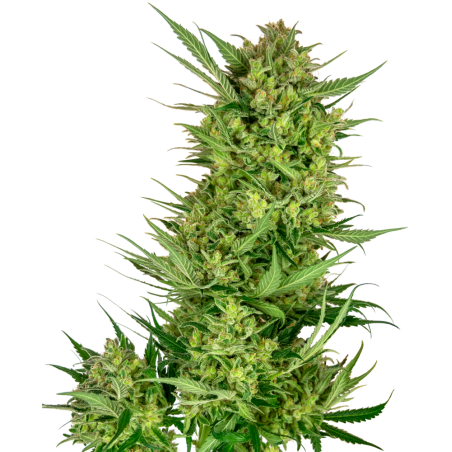 Buttercreme Gelato Feminiz.- Sensi Seeds